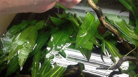 Pruning Amazon Sword