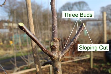 Pruning Apple Trees In Winter Australia