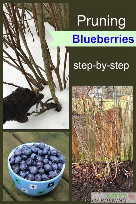 Pruning Blueberries In Containers