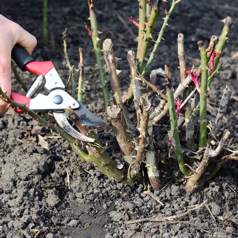 Pruning Bushes In Winter