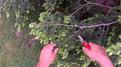 Pruning Canadian Hemlock