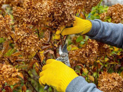Pruning Dwarf Hydrangea Tree