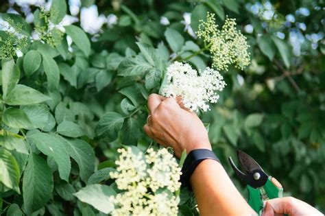 Pruning Elderberry Flowers