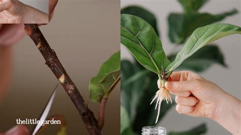 pruning fiddle leaf fig