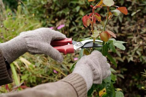 Pruning Flowers Meaning