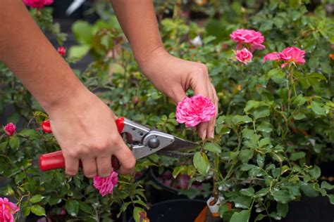 Pruning Forever Roses: Secrets to Longevity