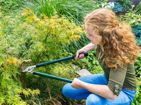 pruning japanese maple trees