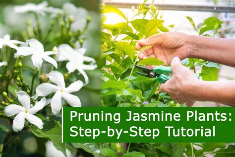 Pruning Jasmine Trachelospermum