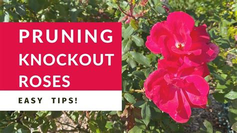 Pruning Knockout Roses In Zone 6