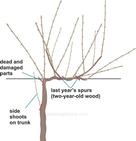 Pruning Old Grape Vines Uk