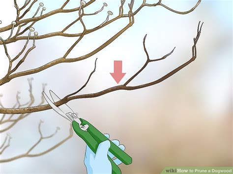 Pruning Overgrown Dogwood Tree
