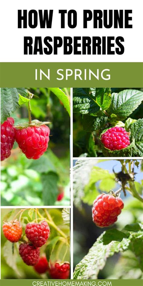 Raspberry Pruning Basics Spring Raspberry Pruning Rubus idaeus