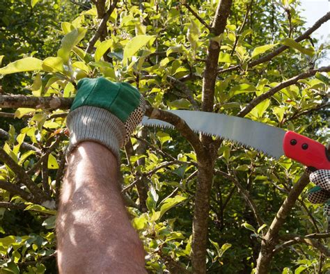 Pruning Saw How To Use