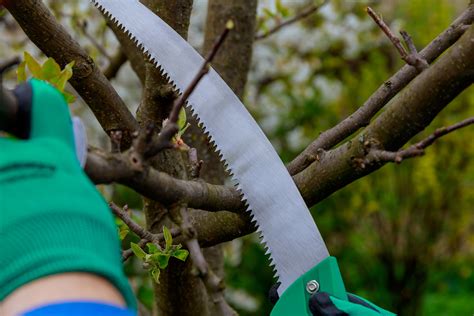 Pruning Saw Picture