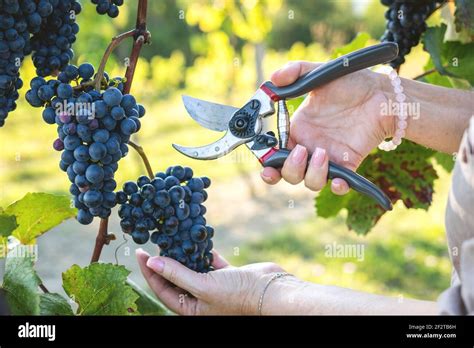 Pruning Shear Grapes