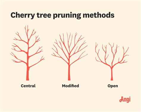 pruning sour cherry trees