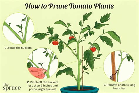 Pruning Tomato Plants: A Complete Guide For 2023
