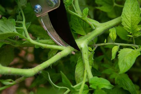 pruning tomato plants nz