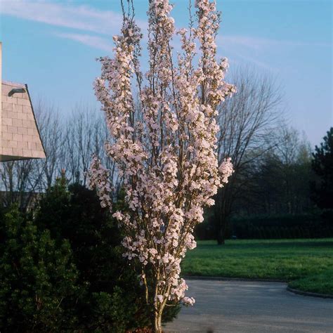 Prunus Tuin