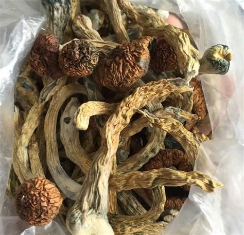 psilocybe cubensis for sale