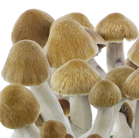 psilocybe cubensis mushroom strains