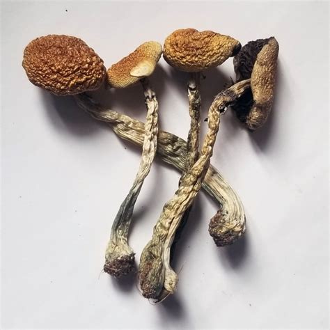 psilocybe cubensis mushrooms for sale