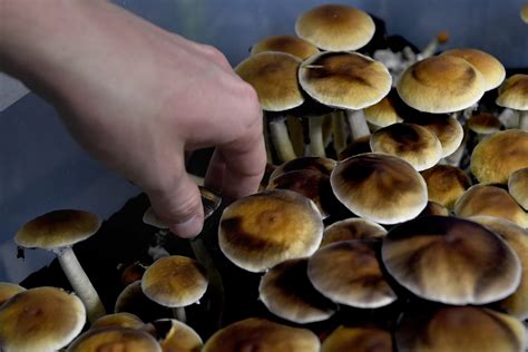 psilocybin and magic mushrooms
