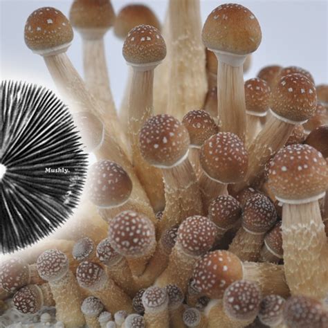 psilocybin mushroom spores