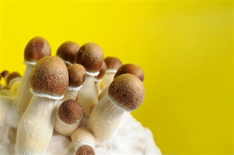 psilocybin mushroom strains and potency