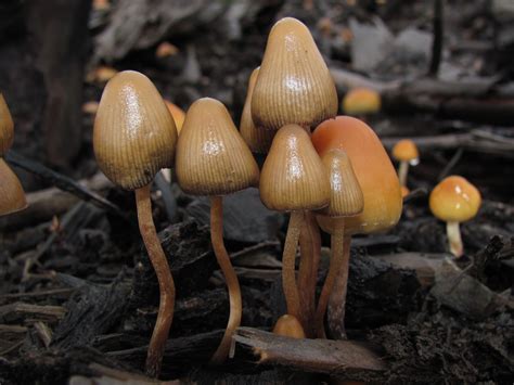 psilocybin mushrooms found in pennsylvania