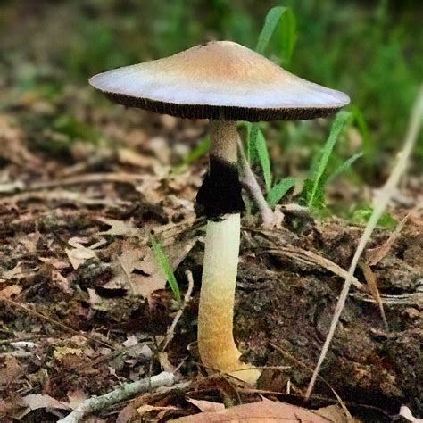 psilocybin mushrooms found in texas