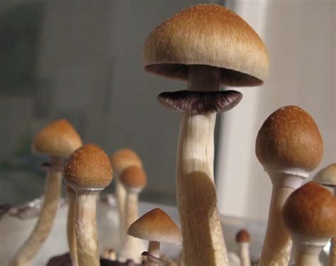 psilocybin mushrooms near me