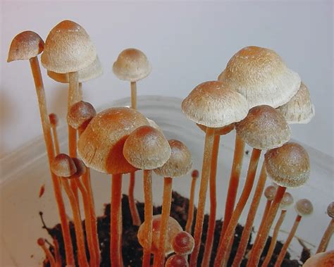 psilocybin mushrooms online usa