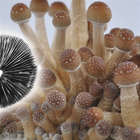 psilocybin spores for sale colorado