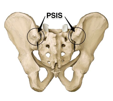 psis anatomy ligaments
