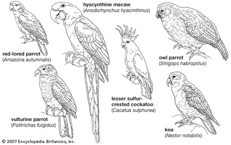 psittaciformes characteristics