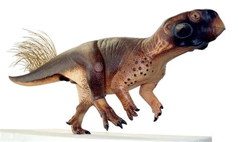 psittacosaurus mongoliensis extension