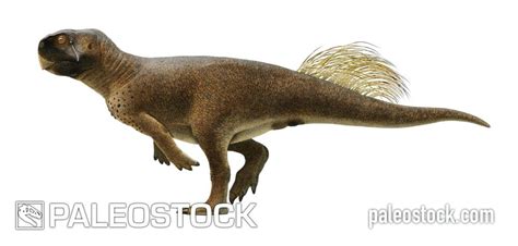 psittacosaurus pronunciation