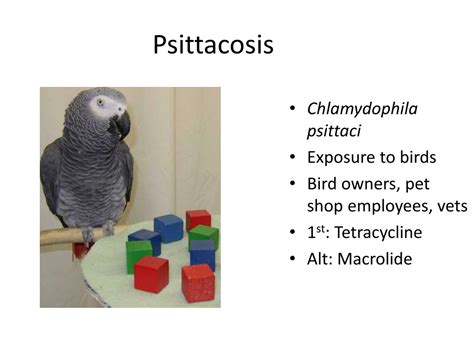 psittacosis meaning