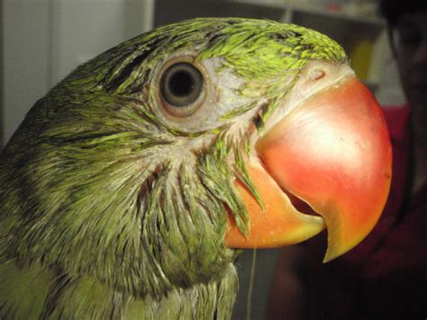 psittacosis symptoms in birds