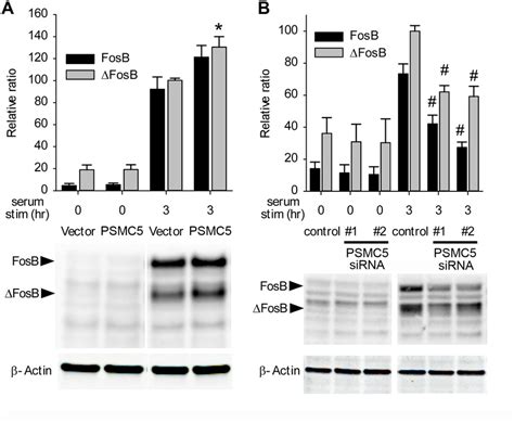 psmc5 protein