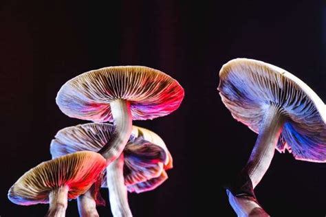 Psychedelic Mushrooms Help Depression