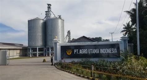pt agro utama indonesia lampung