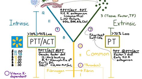 PT vs PTT: Understanding the Differences in Physical Therapy and Occupational Therapy Approaches