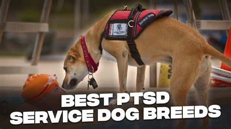 ptsd service dog breeds