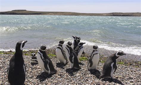 puerto madryn argentina penguin tours