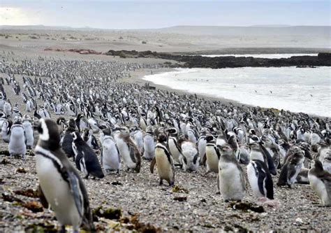 puerto madryn argentina penguins