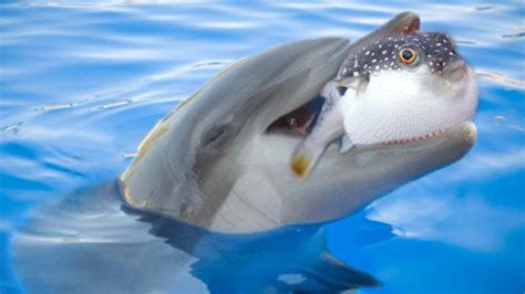 Puffer Fish And Dolphin