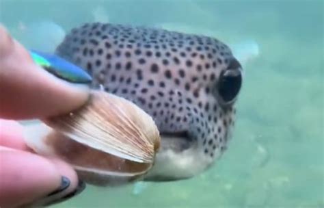Puffer Fish Eating Things