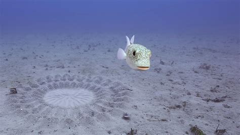 Pufferfish Sand Design